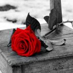 Only Poetry