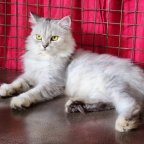 CAT WORLD