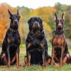 PKD DOGS SALES