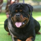 ALL PETS IN KERALA