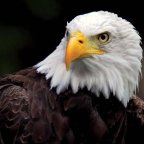 RAWP Birds