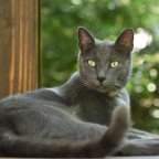 Cat Funny Animals Videos