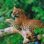 Sri Lanka Animals