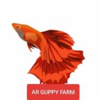 A R Guppy Farm