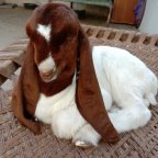 Goat's World